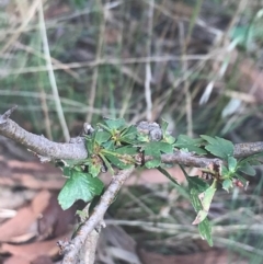 Crataegus monogyna (Hawthorn) at Majura, ACT - 7 Apr 2021 by Tapirlord