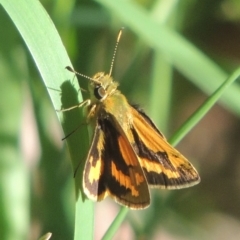 Ocybadistes walkeri (Green Grass-dart) at Conder, ACT - 16 Apr 2021 by MichaelBedingfield