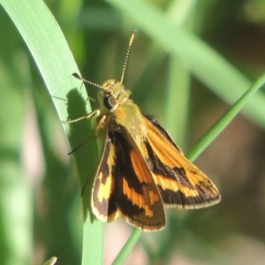 Ocybadistes walkeri at Conder, ACT - 16 Apr 2021