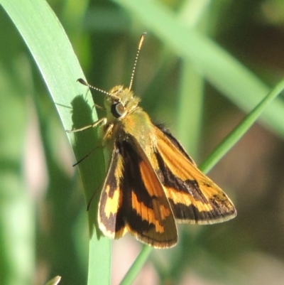 Ocybadistes walkeri (Green Grass-dart) at Pollinator-friendly garden Conder - 16 Apr 2021 by michaelb