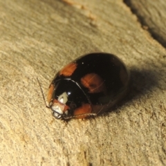 Paropsisterna beata (Blessed Leaf Beetle) at Conder, ACT - 26 Feb 2021 by michaelb