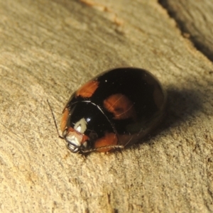 Paropsisterna beata at Conder, ACT - 26 Feb 2021