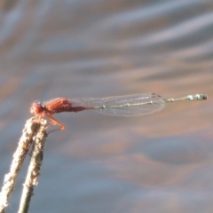 Xanthagrion erythroneurum (Red & Blue Damsel) at Monash, ACT - 4 Mar 2021 by MichaelBedingfield