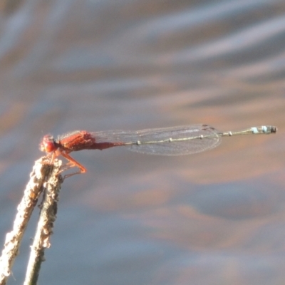 Xanthagrion erythroneurum (Red & Blue Damsel) at Isabella Pond - 4 Mar 2021 by michaelb
