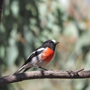 Petroica boodang at Holt, ACT - 23 Apr 2021