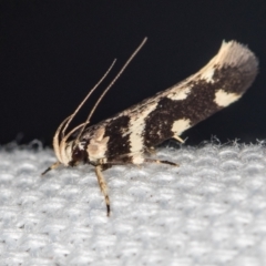 Macrobathra baliomitra (A Gelechioid moth) at Melba, ACT - 16 Jan 2021 by Bron