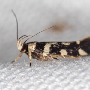 Macrobathra baliomitra at Melba, ACT - 16 Jan 2021