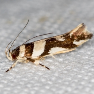 Macrobathra desmotoma at Melba, ACT - 16 Jan 2021 10:36 AM