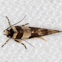 Macrobathra desmotoma at Melba, ACT - 16 Jan 2021 10:36 AM