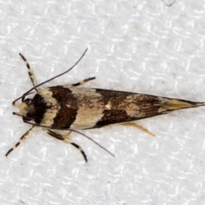 Macrobathra desmotoma at Melba, ACT - 16 Jan 2021