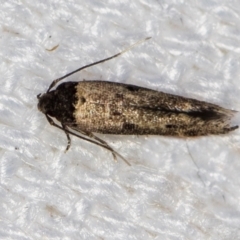 Unidentified Moth (Lepidoptera) at Melba, ACT - 15 Jan 2021 by Bron