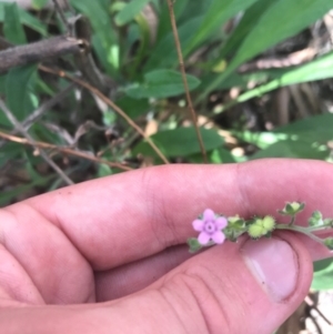 Cynoglossum australe at Ainslie, ACT - 7 Apr 2021