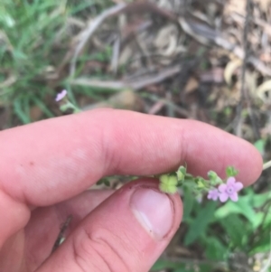 Cynoglossum australe at Ainslie, ACT - 7 Apr 2021