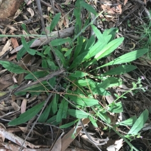 Cynoglossum australe at Ainslie, ACT - 7 Apr 2021