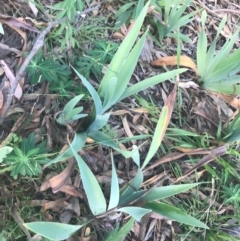 Iris germanica at Ainslie, ACT - 7 Apr 2021 02:17 PM