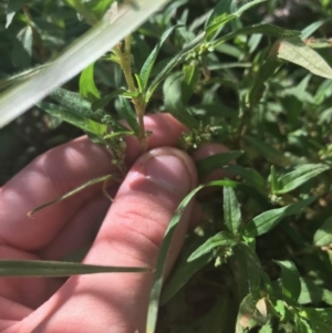 Persicaria prostrata at Ainslie, ACT - 7 Apr 2021