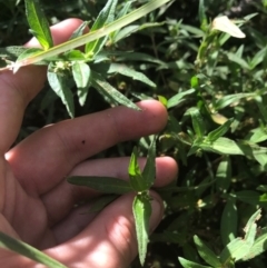 Persicaria prostrata at Ainslie, ACT - 7 Apr 2021 01:49 PM