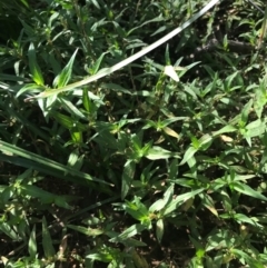 Persicaria prostrata at Ainslie, ACT - 7 Apr 2021 01:49 PM