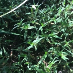 Persicaria prostrata at Ainslie, ACT - 7 Apr 2021 01:49 PM