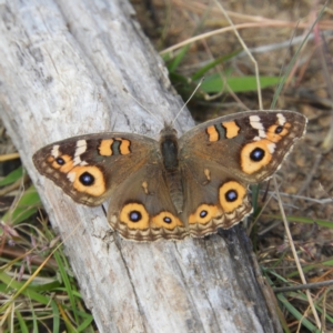 Junonia villida at Duffy, ACT - 22 Apr 2021