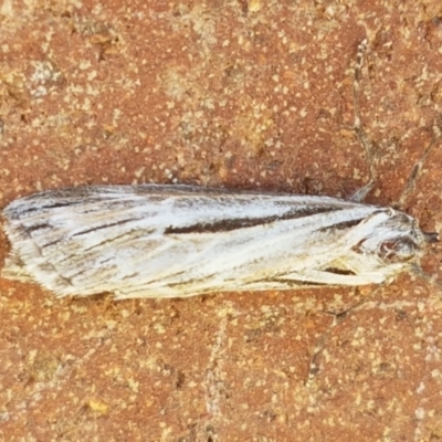 Ciampa arietaria (Brown Pasture Looper Moth) at Lyneham, ACT - 23 Apr 2021 by tpreston