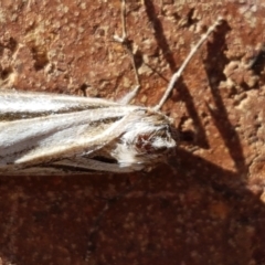 Ciampa arietaria at Lyneham, ACT - 23 Apr 2021