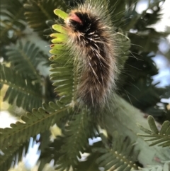Anthelidae (family) (Unidentified Anthelid moth or Australian woolly bear) at Majura, ACT - 20 Apr 2021 by MattFox