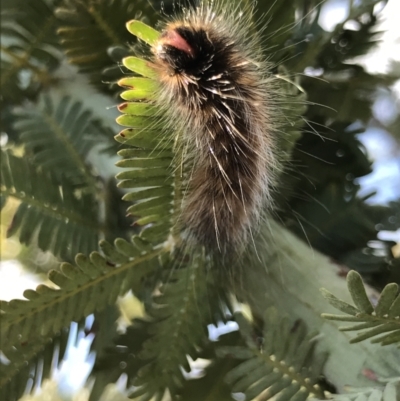 Anthelidae sp. (family) (Unidentified anthelid moth or Australian woolly bear) at Majura, ACT - 20 Apr 2021 by MattFox