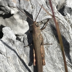 Pardillana limbata at Majura, ACT - 20 Apr 2021