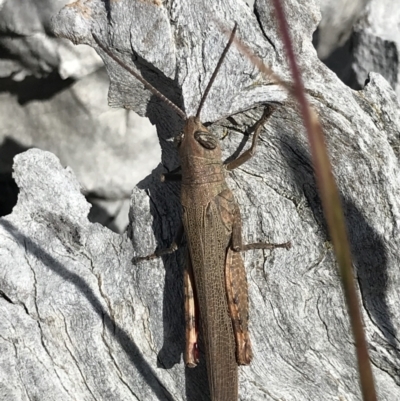 Pardillana limbata (Common Pardillana) at Majura, ACT - 20 Apr 2021 by MattFox