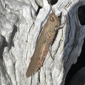 Pardillana limbata at Majura, ACT - 20 Apr 2021