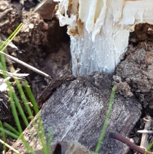 Amanita muscaria at Griffith, ACT - 23 Apr 2021 11:42 AM