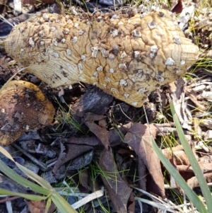 Amanita muscaria at Griffith, ACT - 23 Apr 2021 11:42 AM