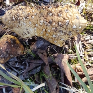 Amanita muscaria at Griffith, ACT - 23 Apr 2021