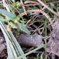 Agrotis infusa (Bogong Moth, Common Cutworm) at Griffith, ACT - 15 Apr 2021 by SRoss