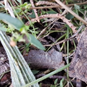 Agrotis infusa at Griffith, ACT - 15 Apr 2021 11:20 AM