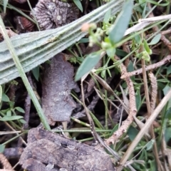 Agrotis infusa at Griffith, ACT - 15 Apr 2021