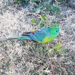 Psephotus haematonotus (Red-rumped Parrot) at Mitchell, ACT - 23 Apr 2021 by trevorpreston