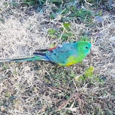 Psephotus haematonotus (Red-rumped Parrot) at Mitchell, ACT - 23 Apr 2021 by trevorpreston