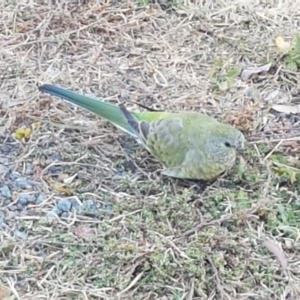 Psephotus haematonotus at Mitchell, ACT - 23 Apr 2021