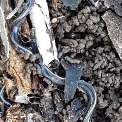 Caenoplana coerulea (Blue Planarian, Blue Garden Flatworm) at Crace Grasslands - 23 Apr 2021 by tpreston