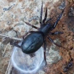 Storosa obscura (Dark Storosa) at Crace Grasslands - 23 Apr 2021 by tpreston