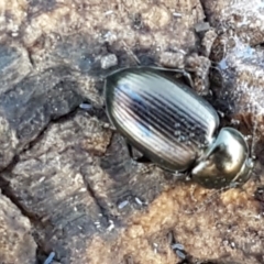 Adelium brevicorne (Bronzed field beetle) at Mitchell, ACT - 23 Apr 2021 by trevorpreston