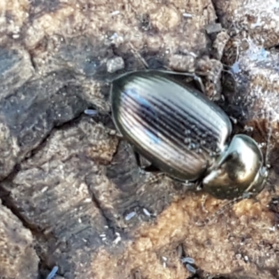 Adelium brevicorne (Bronzed field beetle) at Mitchell, ACT - 23 Apr 2021 by trevorpreston