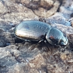 Adelium brevicorne at Mitchell, ACT - 23 Apr 2021 04:22 PM