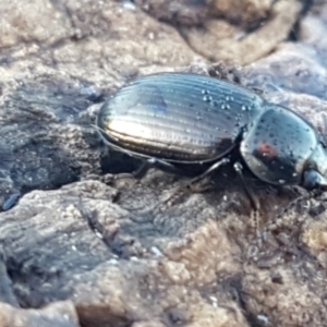 Adelium brevicorne at Mitchell, ACT - 23 Apr 2021 04:22 PM