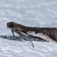 Assara subarcuella at Melba, ACT - 20 Apr 2021 07:02 PM