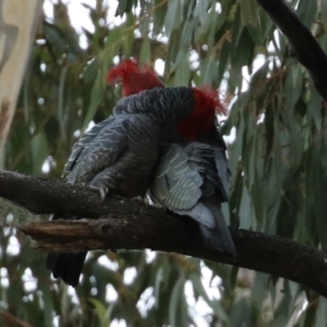 Callocephalon fimbriatum at Acton, ACT - suppressed