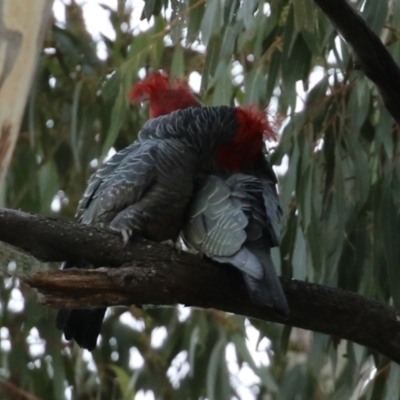 Callocephalon fimbriatum (Gang-gang Cockatoo) at ANBG - 22 Apr 2021 by RodDeb