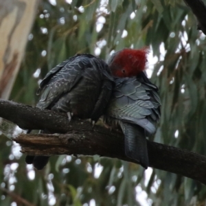 Callocephalon fimbriatum at Acton, ACT - suppressed